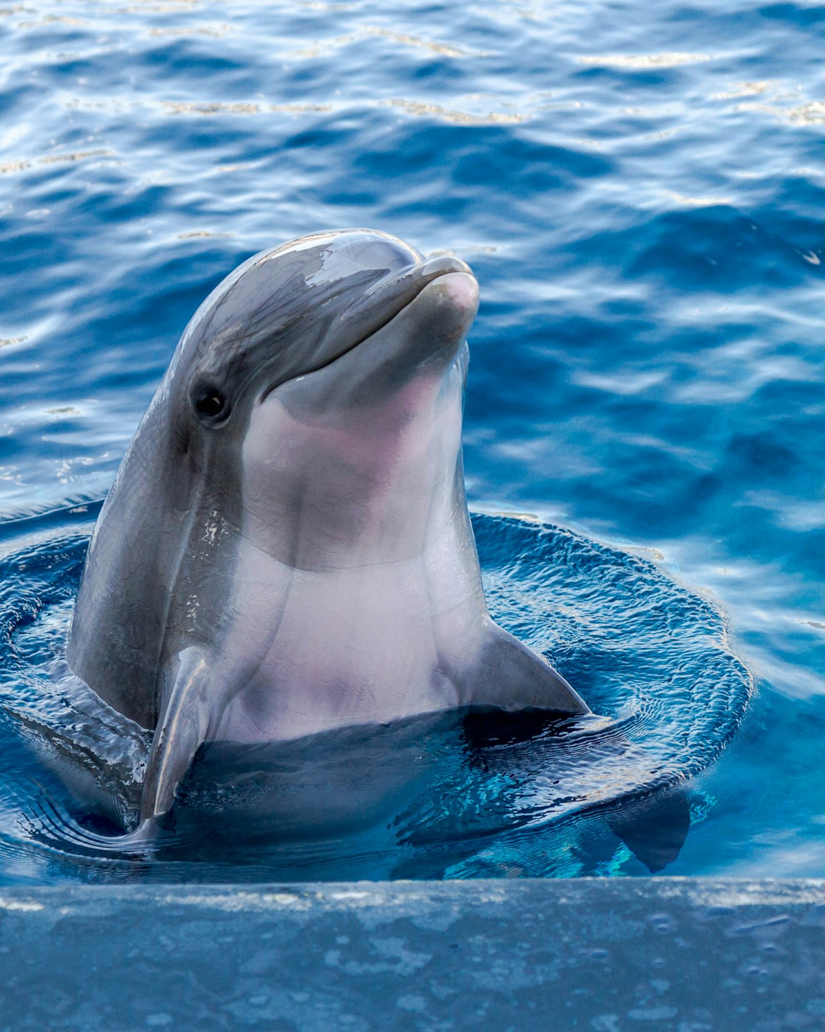 Pod of dolphins jumping in the open ocean near Banggai Islands Sulawesi